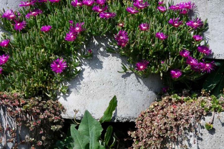 Travaux de murs de soutènement végétalisés À l'international