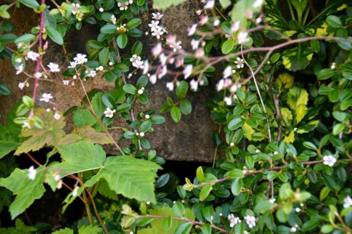 Murs paysagés À l'international